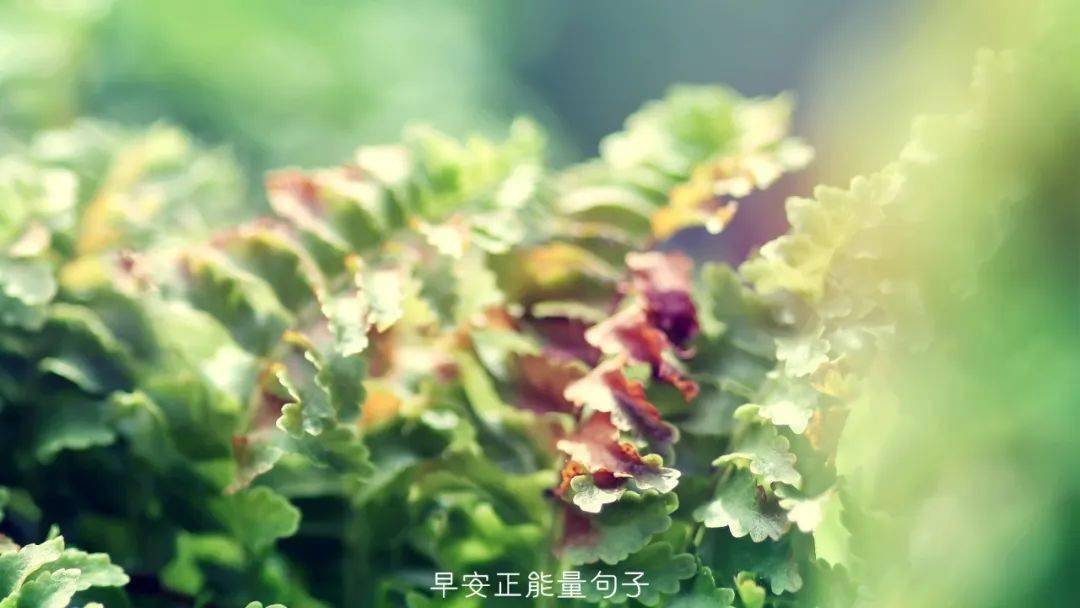 早安心语阳光说说 清晨早安的说说句子