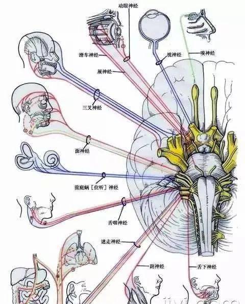 最全神经系统及神经疾病解剖图收藏版