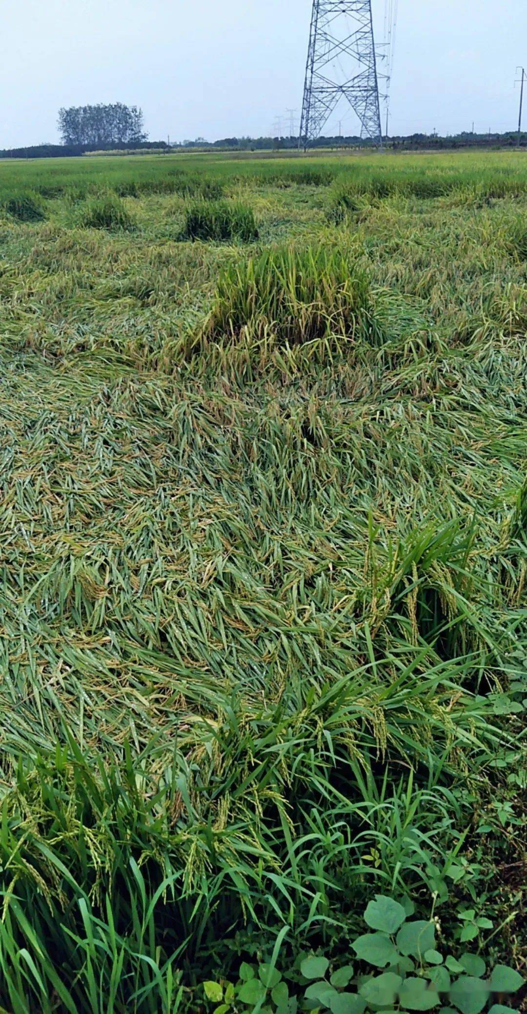 洪灾过后又逢连绵秋雨朱湖抢救倒伏水稻