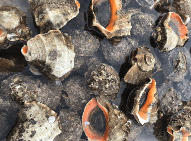 螃蟹|威海海鲜价格这样，快吃起来国庆假期