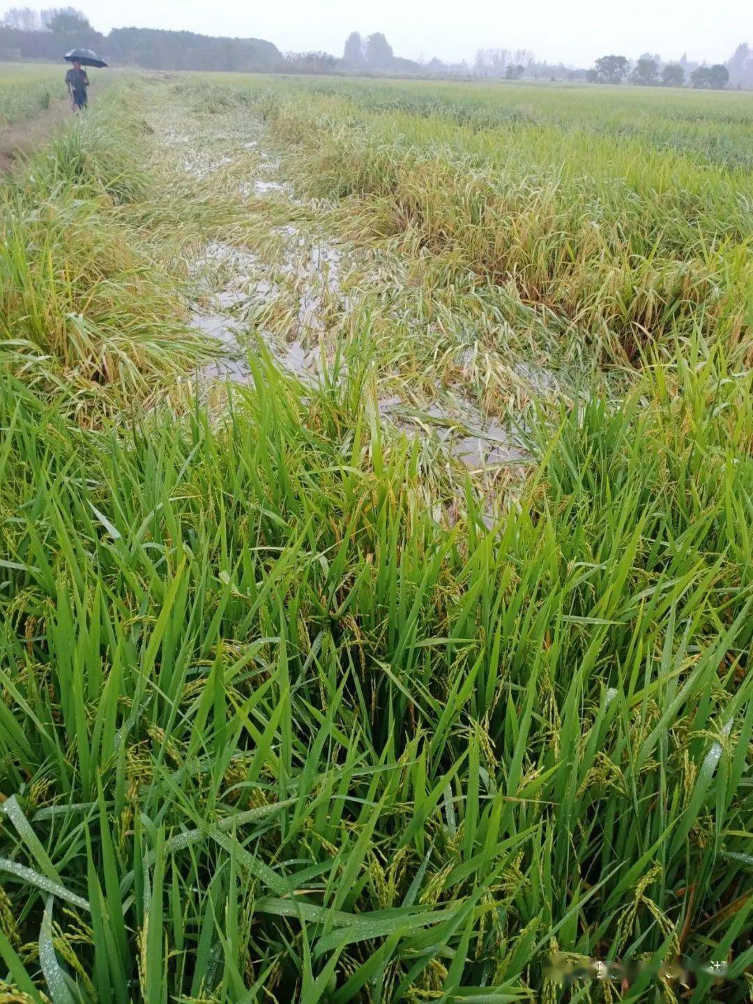 洪灾过后又逢连绵秋雨,朱湖抢救倒伏水稻