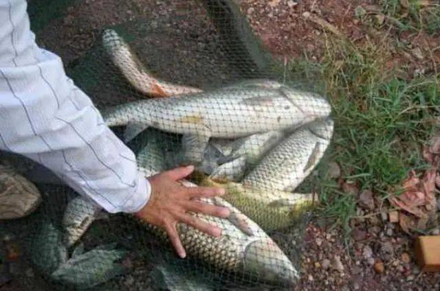 人生|大草鱼难钓到怀疑人生？其实只要用好这5种饵就好