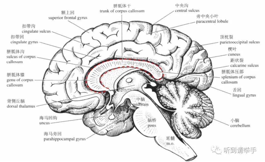 关于胼胝体发育不全_手机搜狐网