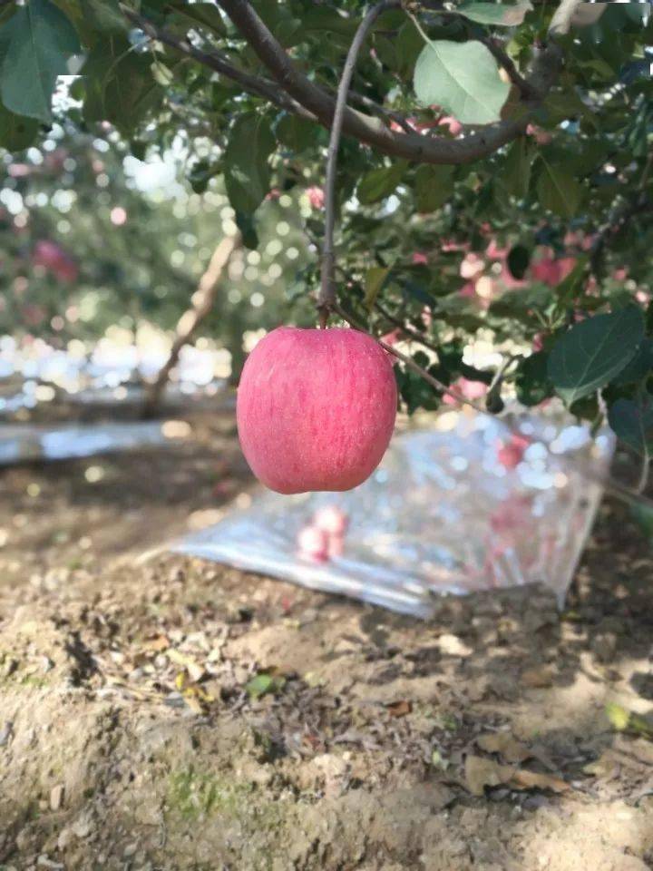 苹果树防鸟网怎么搭_苹果树卡通图片