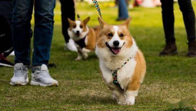 狗狗怎么养才会胃口好 451ccc3fa3d74bea9d922c181e1e5cb3.jpeg