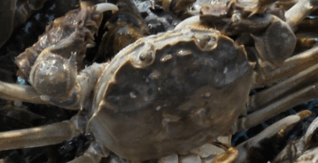 所有人|阳澄湖大闸蟹可以提现货啦~@所有人