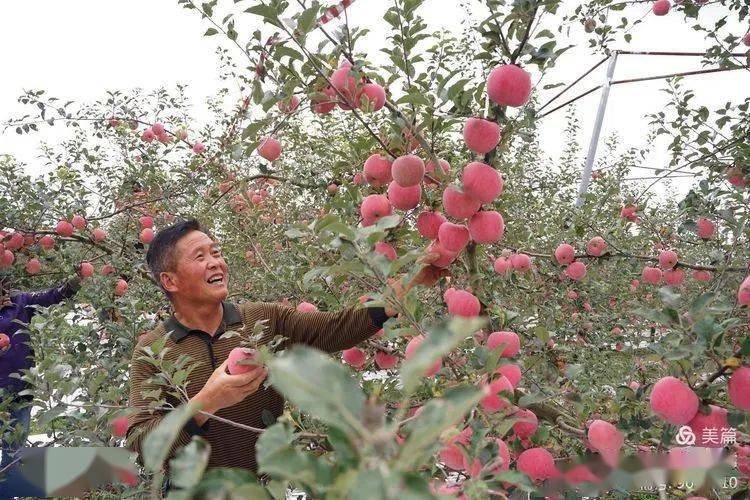 摄影大美长武之长武苹果红动中国安宏儒