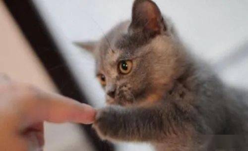 猫爱吃馒头还是米饭 e877c571b7a2413788e867894163dccb.jpeg