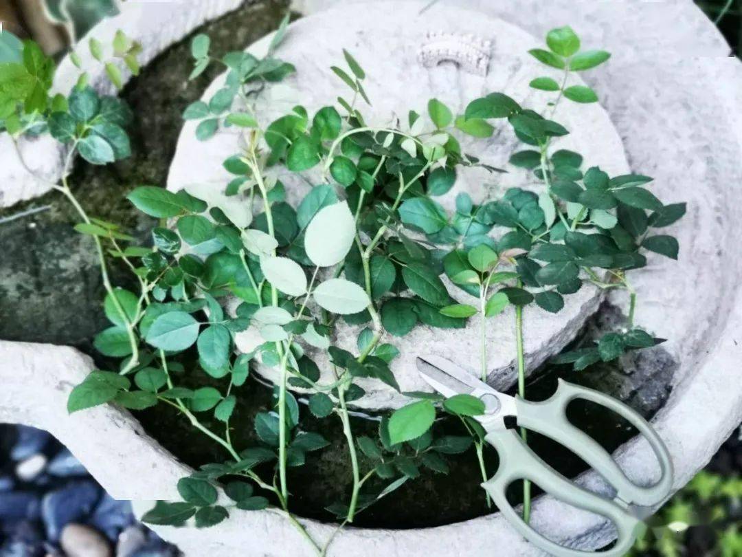 地栽植物 05f44321adc64fa38331e0d4f2cc6d74.jpeg
