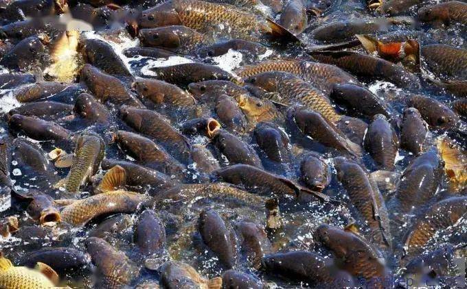 鱼肚子里的黑膜是什么东西 44dfbf62462642788b79e6495e1d0677.jpeg