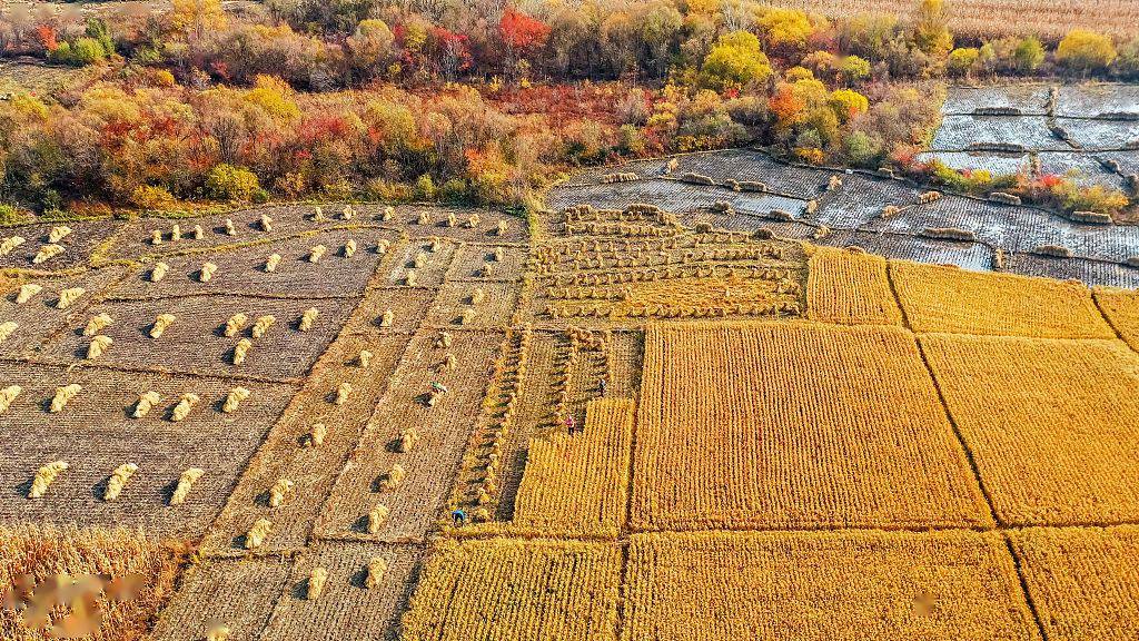 吉林白城:航拍秋收大地 金黄遍野