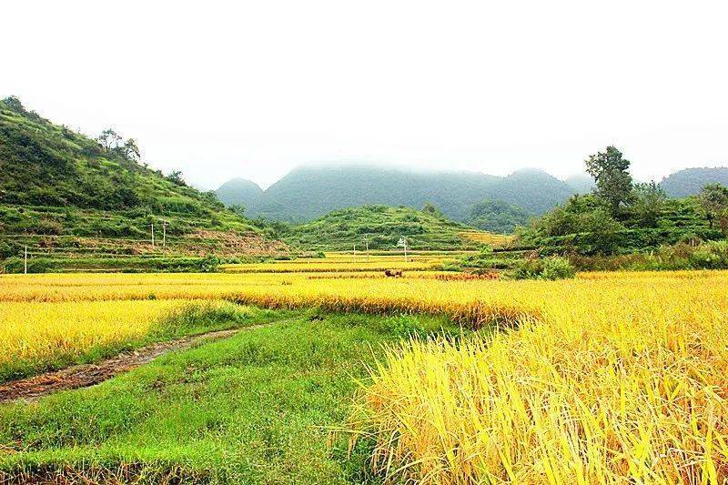 【落别 · 板照】藏在六枝东部的绝美稻田,美成仙境惊艳了时光