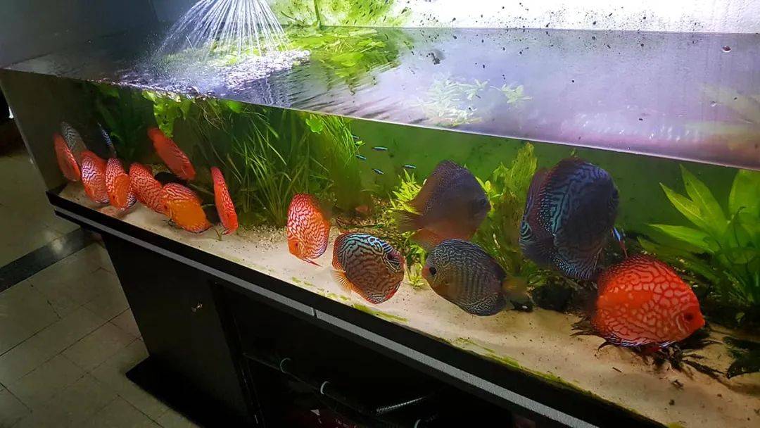 怎么搭配鱼缸的鱼 fb935502d8d547a6b17cf5a8ca1f964f.jpeg