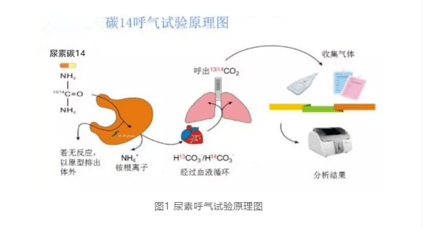 【邮翼健康】碳14呼气试验靠谱吗?_手机搜狐网