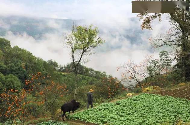 唐人段|柿子红了！柿柿如意！