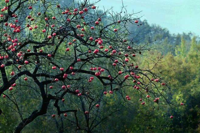 唐人段|柿子红了！柿柿如意！