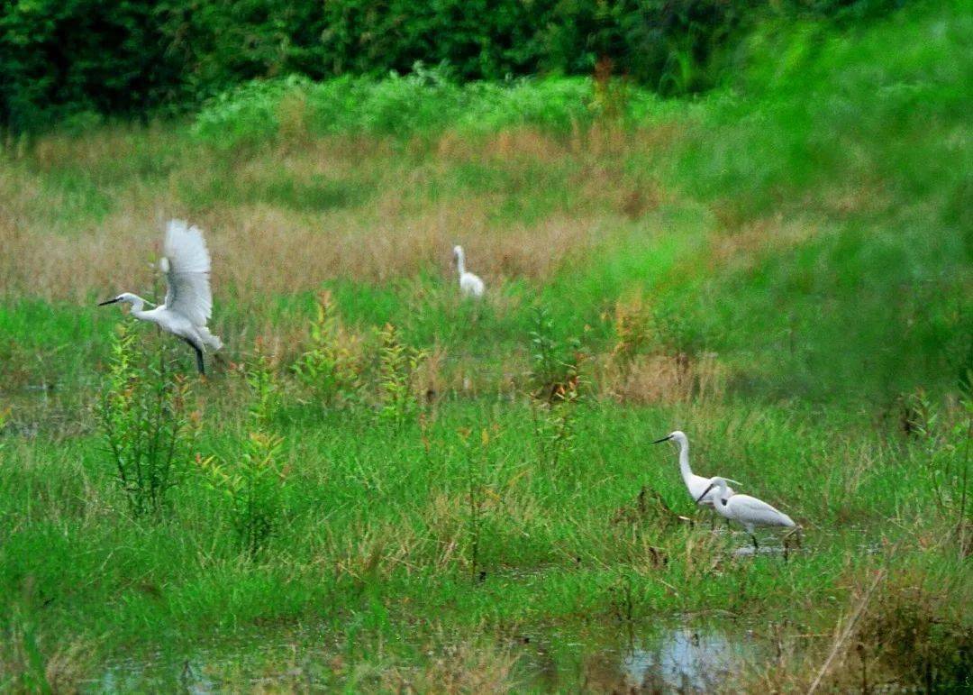 【黄水河湿地的大白鹭摄影图片】生态摄影_太平洋电脑网摄影部落