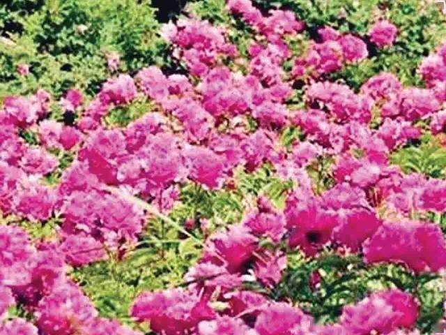 苹果|新疆为什么这样红？