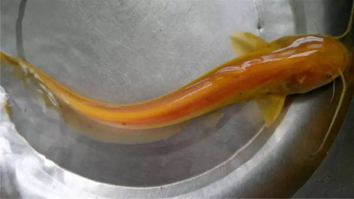 在网上有一种说法:黄金鲶鱼百年难得一见,被誉为龙的化身,可以给人