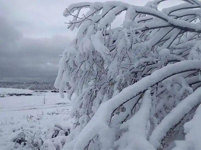 下大雪了! 内蒙古这里积雪厚度超20厘米