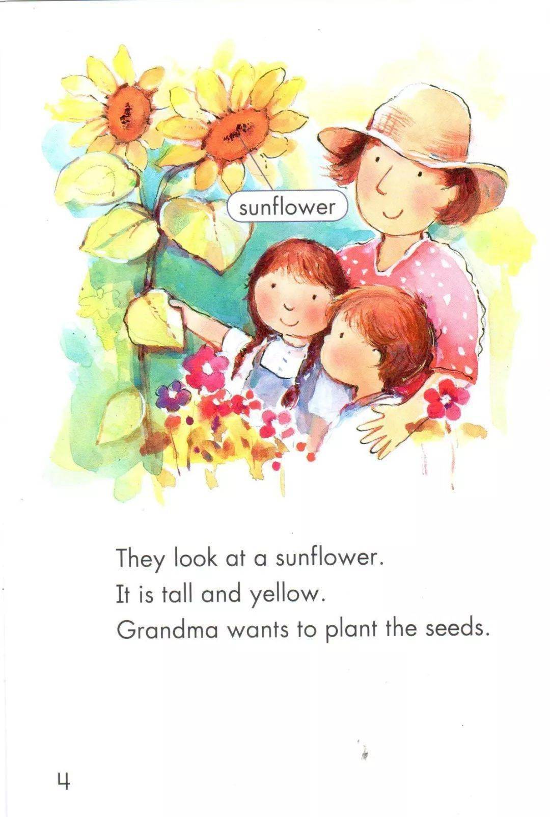 【绘本时间】关于向日葵的问题 《the sunflower questions》