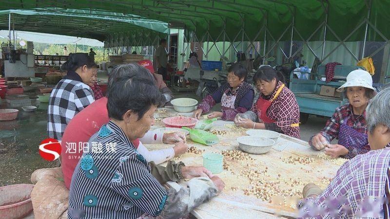 芡实喜获丰收秋日限定美味不容错过