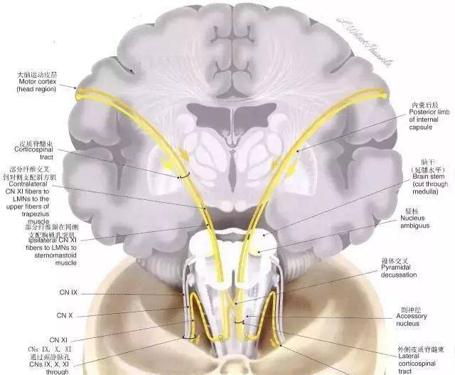 副神经解剖及功能图文并茂