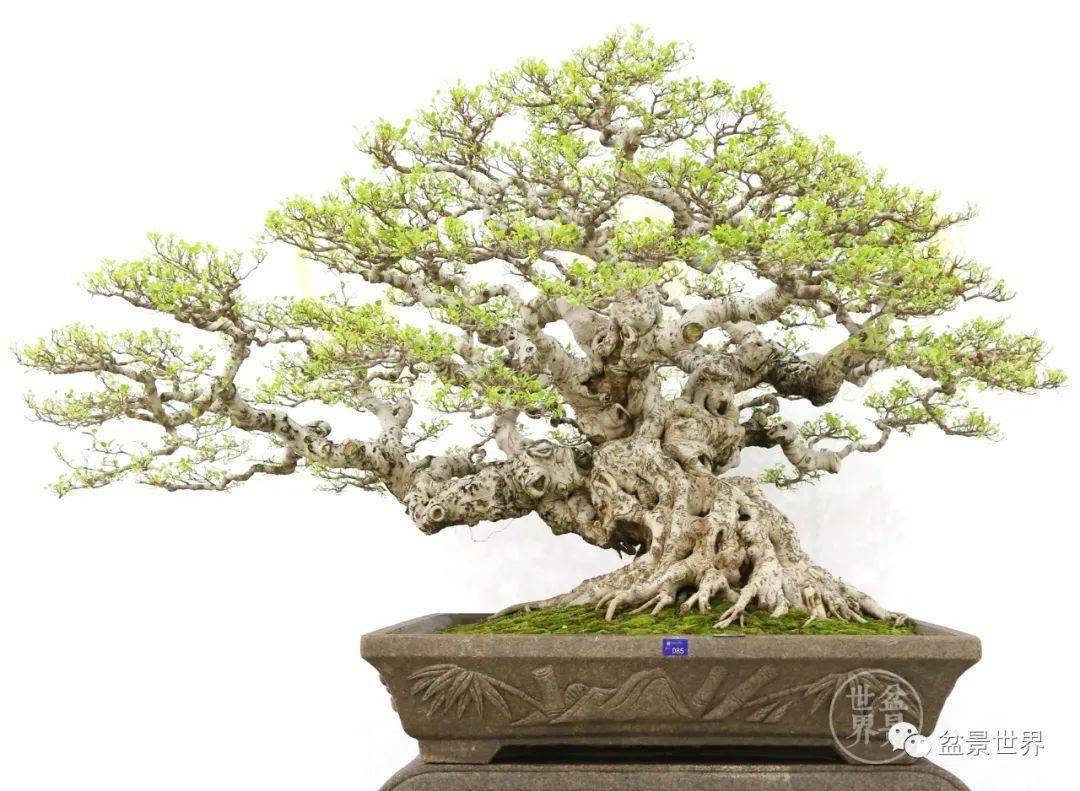 排名盆景_日本盆景品种排名