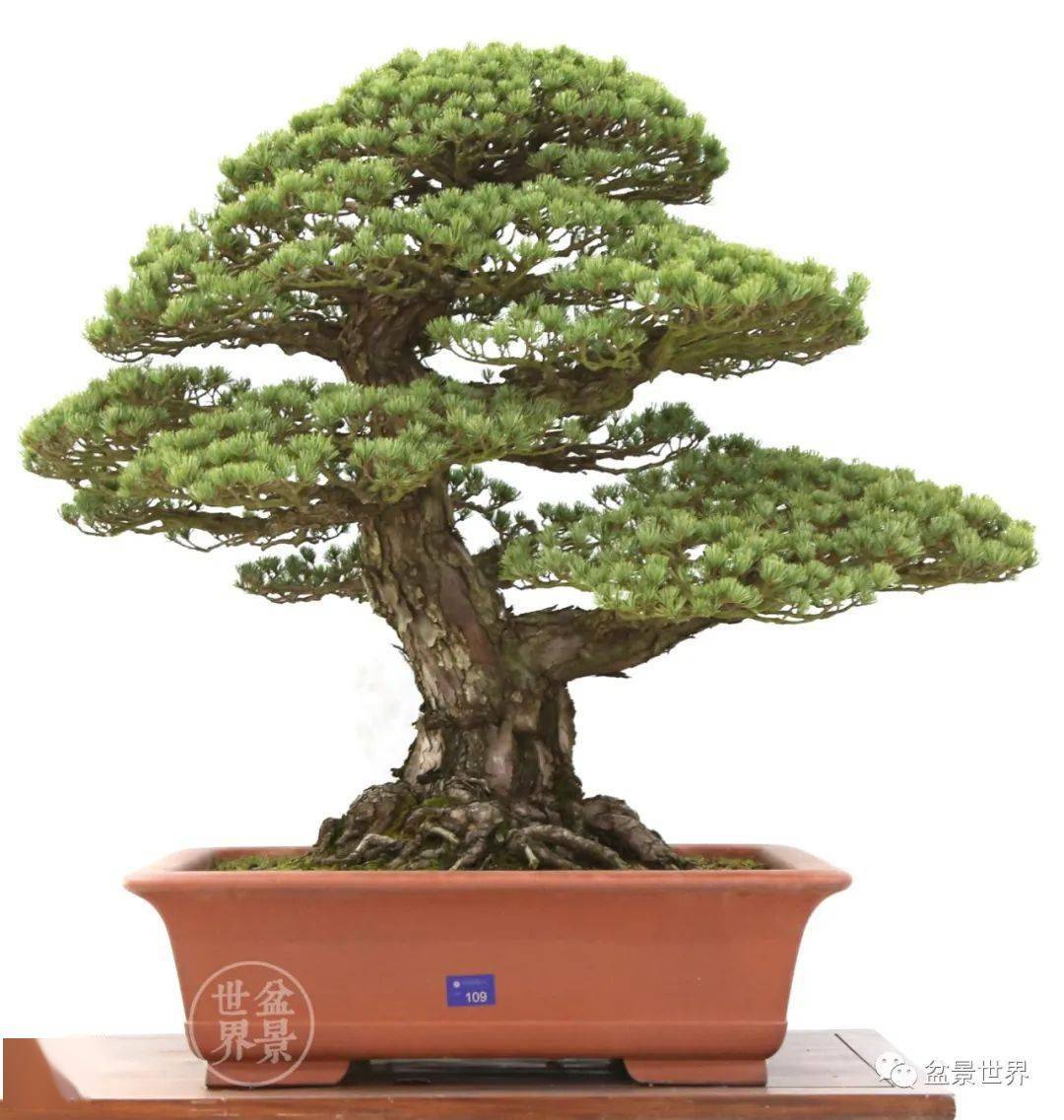 盆景排名_榕树盆景