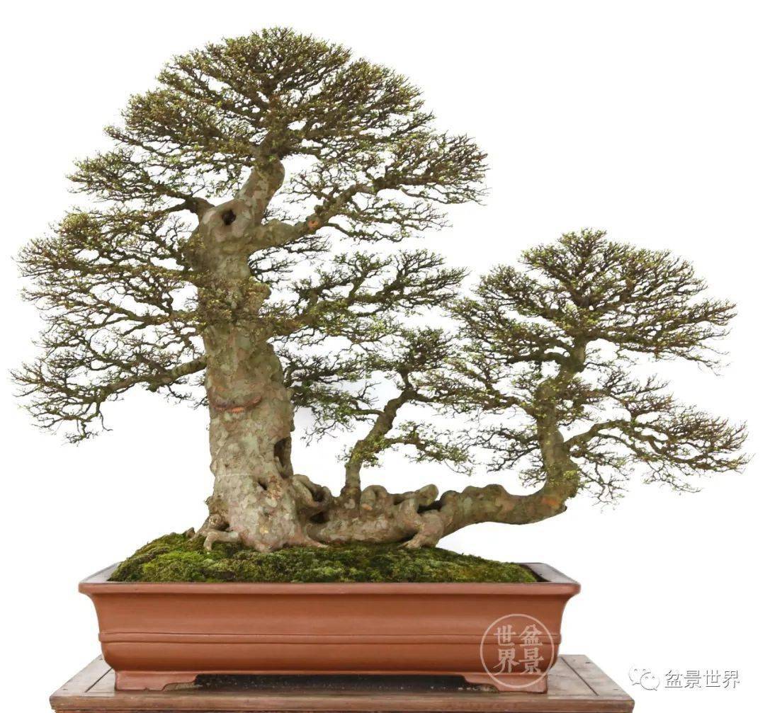 盆景排名_榕树盆景