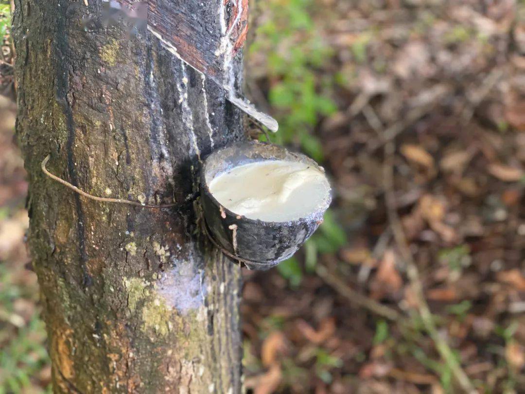 天然橡胶"保险 期货"项目:精准扶贫闯新路-搜狐大视野-搜狐新闻