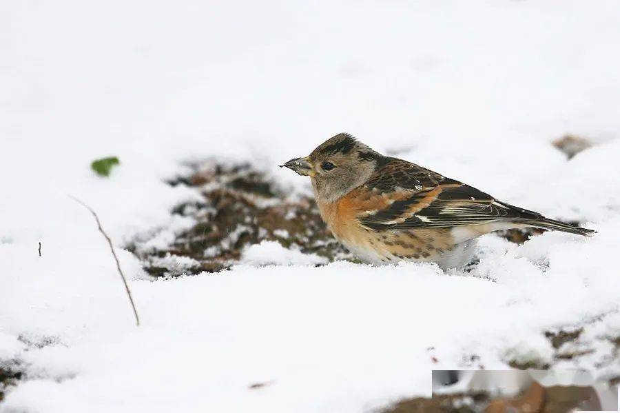 雪地里的鸟下雪天最简单的捕鸟办法就是准备一个米筛,一根支架,一条长