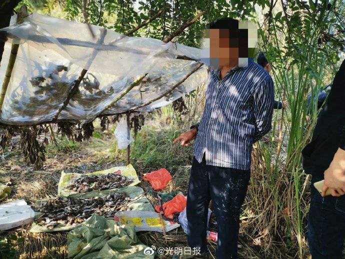 触目惊心!27天捕鸟8万余只被抓