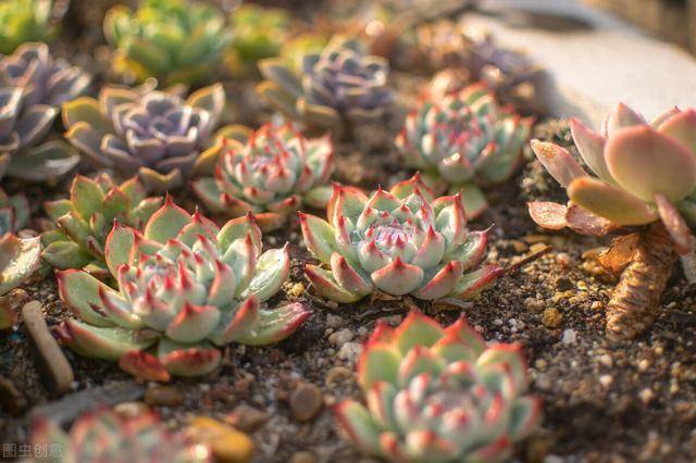 怎么养多肉才能上色 2e2a27ef559548be8f2570447bae96c1.jpeg