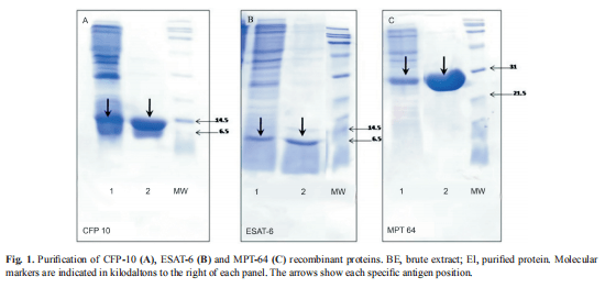 huebner re, schein mf, bass jb jr. the tuberculin skin test.