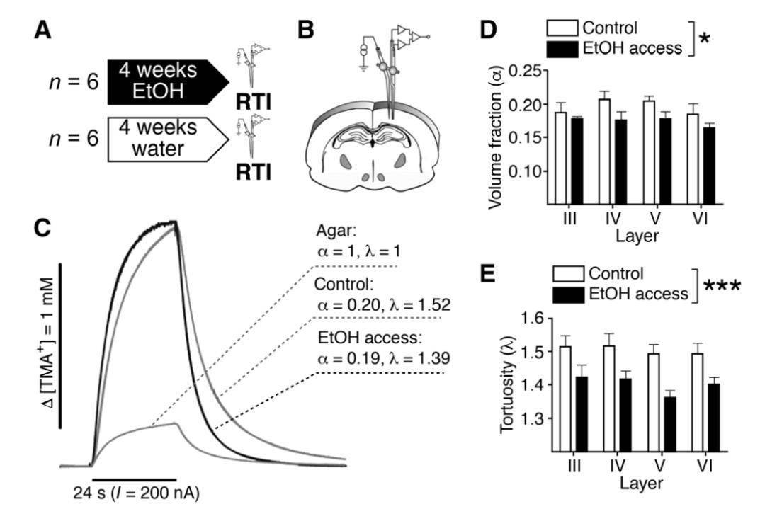 研究|Science子刊：喝酒为何会上瘾？酒精会改变脑细胞外空间形状及大脑中递质扩散