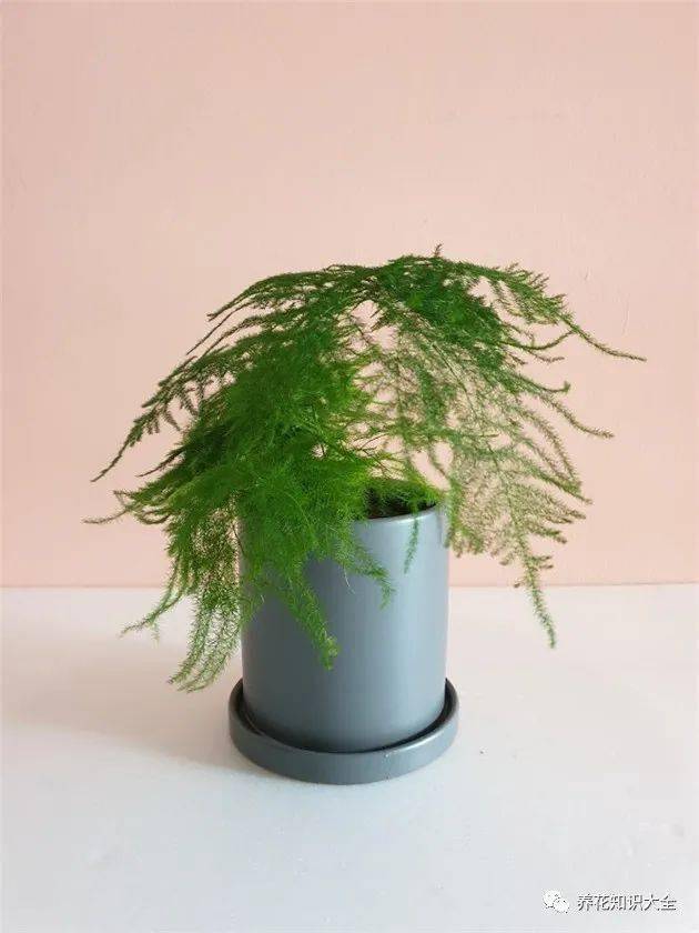 用什么方法可以养好文竹 ecd1a09d10c04406b9ba97f4ea9142a7.jpeg