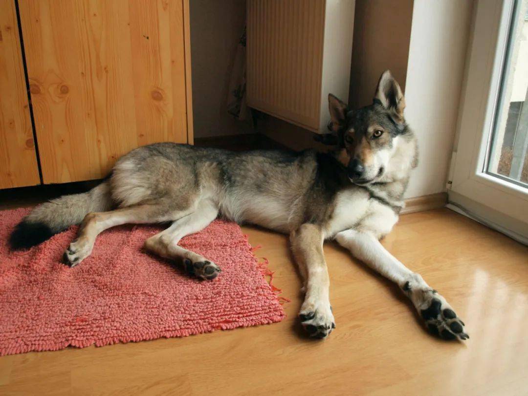 比哈士奇更像狼!不过养捷克狼犬,简直跟伺候祖宗一样