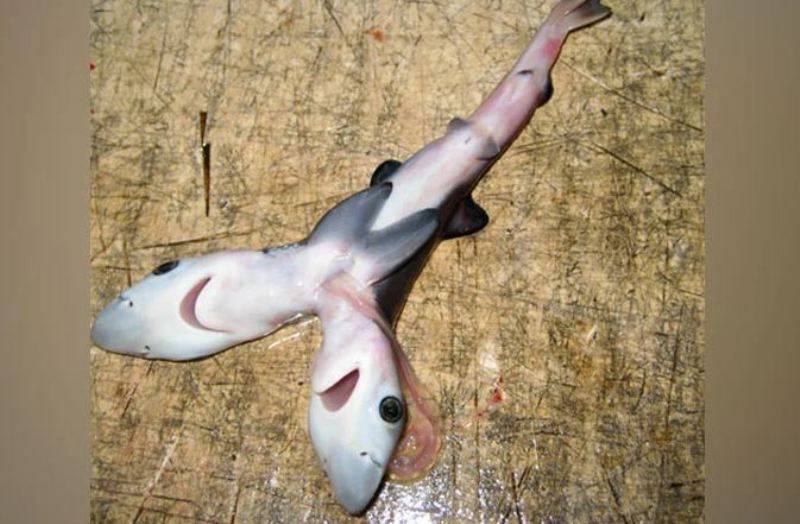 印度渔民捕获刚出生双头鲨鱼!基因突变还是环境污染导致?