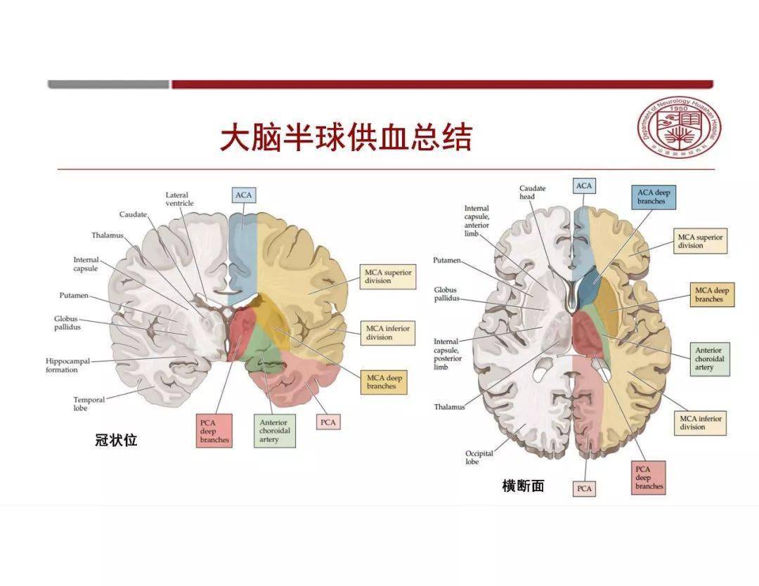 脑血管解剖太复杂?一文教你轻松掌握!_结构