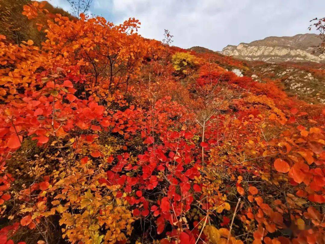 【野疯·休闲】10月25日,药王谷景区红叶节,许您一片五彩斑斓的童话