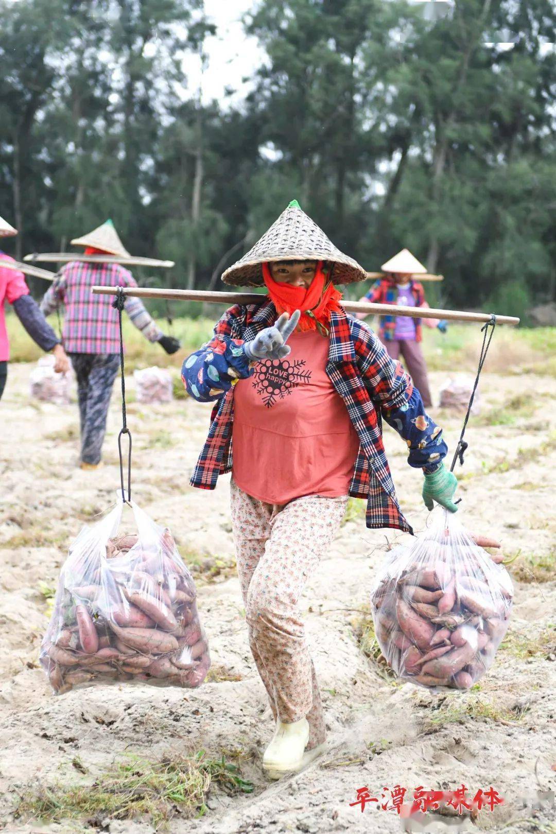 甘薯|地里的“真宝贝”收获啦！这是平潭人忘不了的老味道