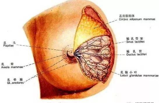 一般为膏体,如白色,黄色,黑色,不及时排出毒素堆积过多,形成乳晕上起