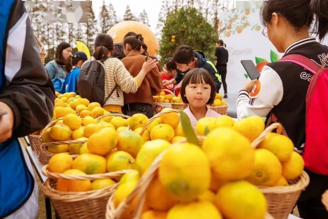 2020上海柑桔节将于10月25日在长兴岛郊外公园开幕