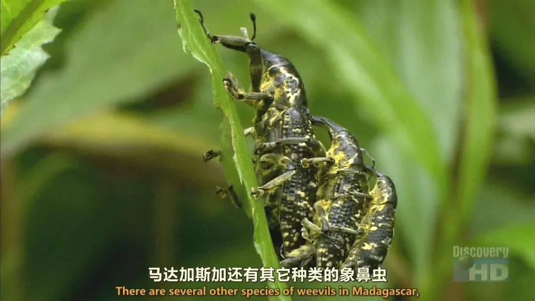 本集介绍马达加斯加岛上的独特昆虫,大家可以欣赏到奇异的长颈卷叶