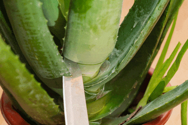 芦荟|薅羊毛啦！59.9元抢芦荟灌肤+滋养水疗+头皮清洁养护！谁做谁赚谁少女！