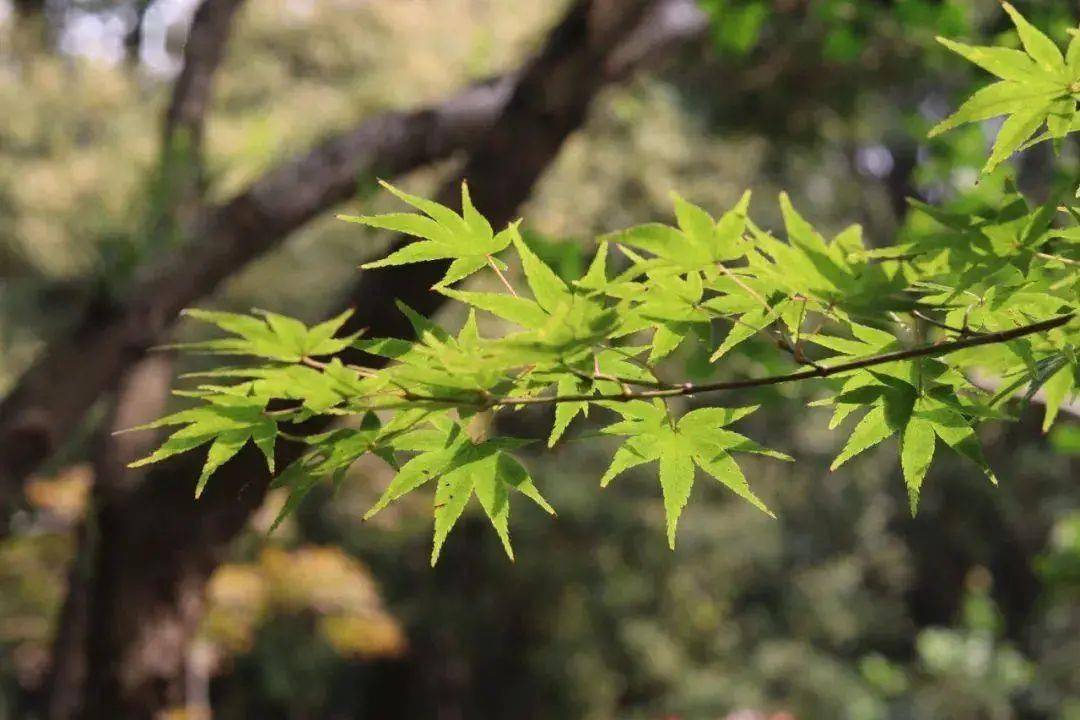 栖霞古寺-桃花扇亭-天开岩-话山亭-了凡问道-小营盘-陆羽茶庄;赏枫叶