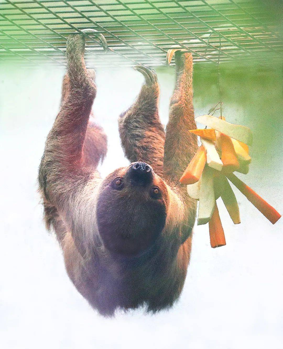 可爱的树木树懒插画素材 Cute Sloth Sleeping On Wood Tree Illustration – 设计小咖
