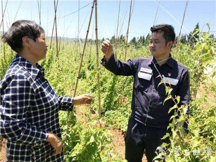 "山药书记"邓冬_手机搜狐网