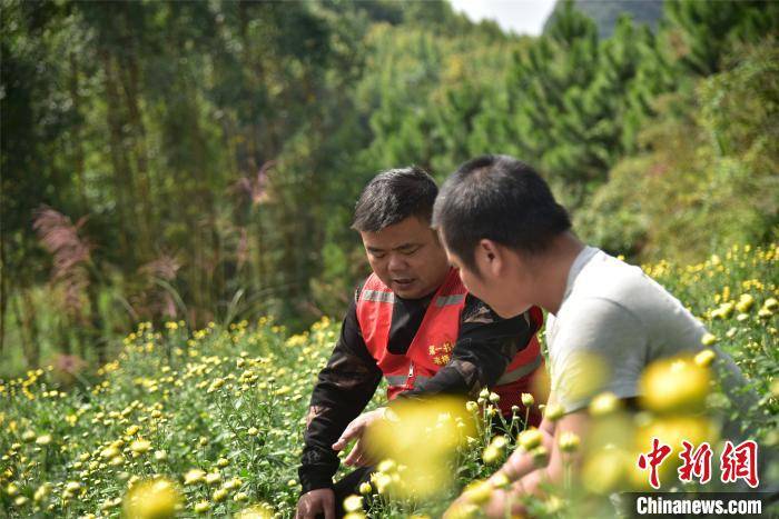 韦海周|广西贫困村种植百亩菊花 打造美丽产业助脱贫